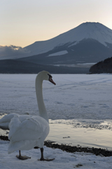 山中湖・白鳥2
