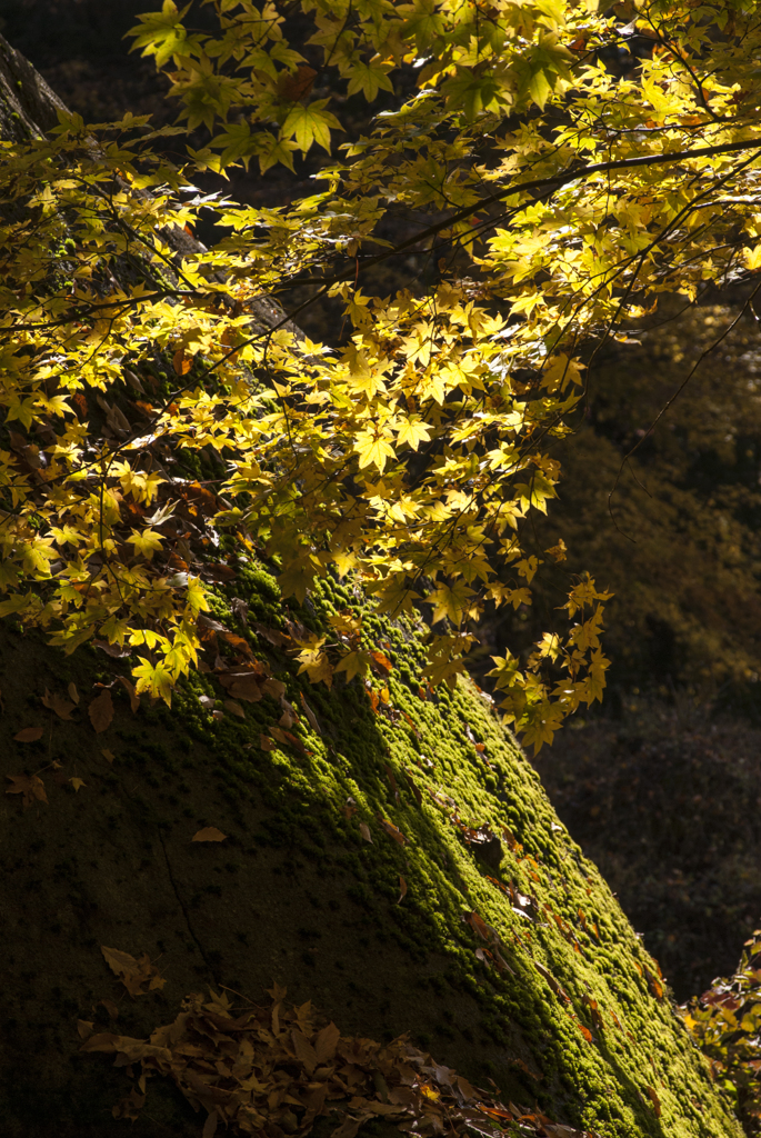 日川渓谷　天目山　栖雲寺　紅葉2