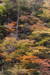 紅葉1