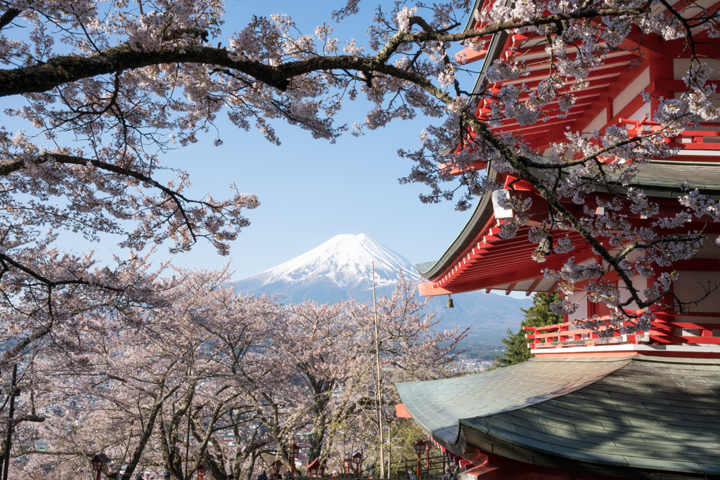 桜と富士山