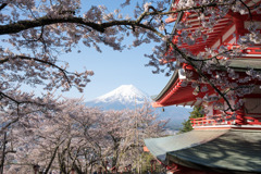 桜と富士山