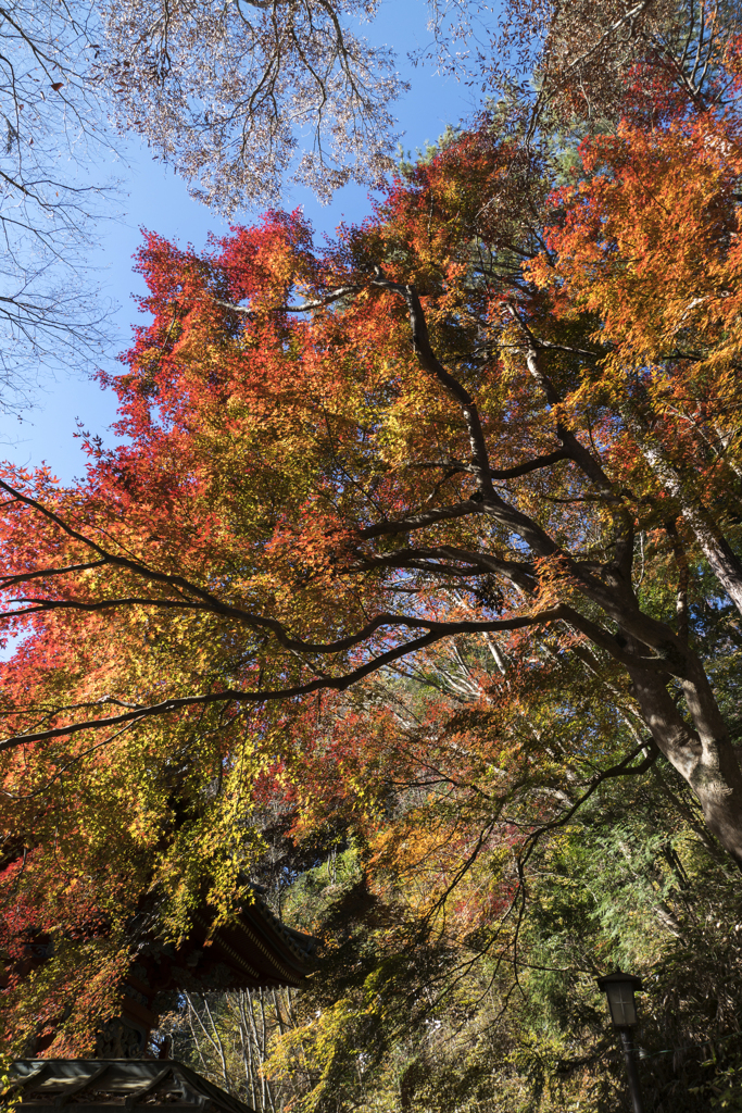 高尾山　紅葉