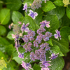 紫陽花7