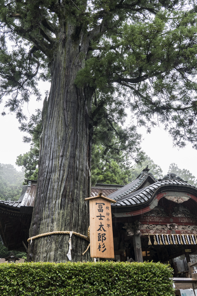 富士北口本宮浅間神社・御神木1