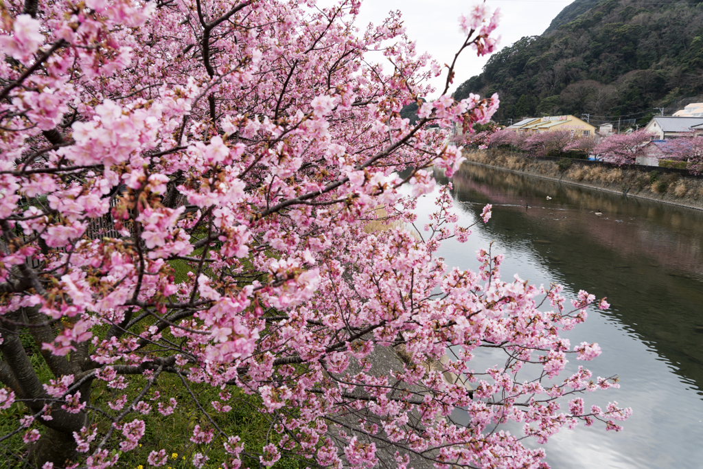 河津桜2