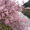 河津桜2
