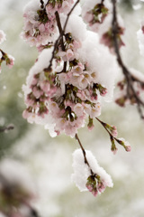 桜2