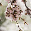 桜2
