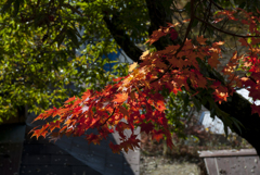 日川渓谷　天目山　栖雲寺　紅葉4