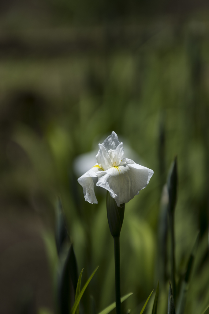 花菖蒲