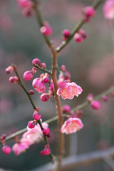 梅4