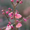 梅4