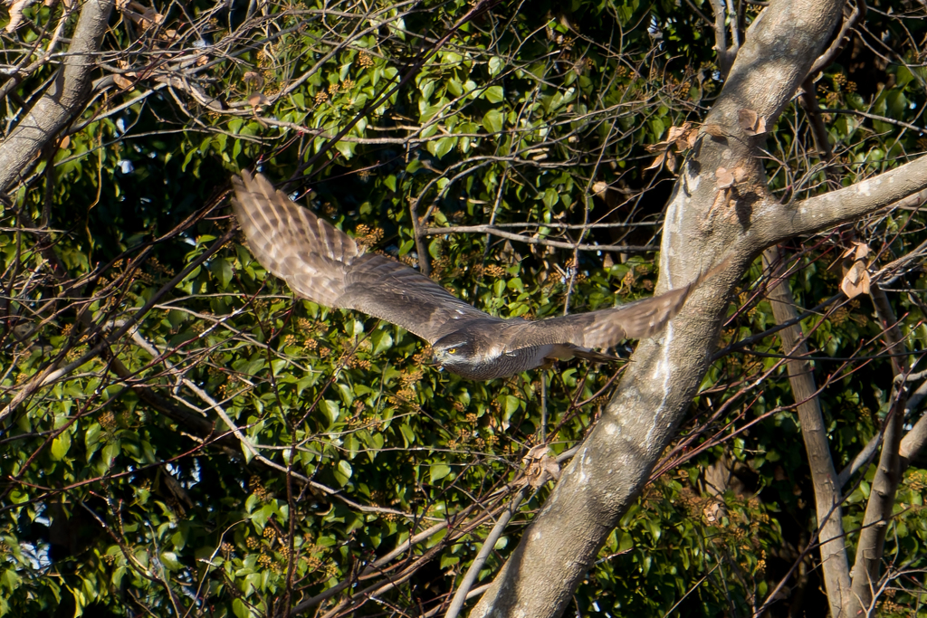 オオタカ飛び出し