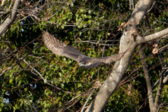 オオタカ飛び出し