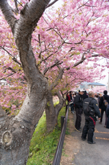 河津桜4