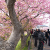 河津桜4