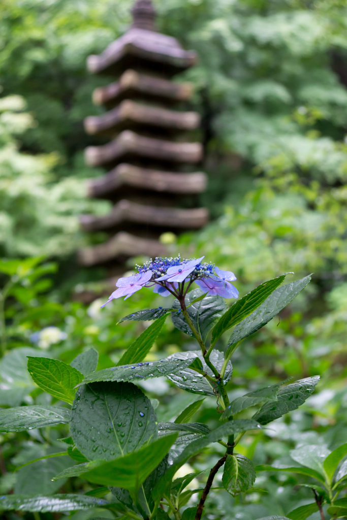 紫陽花8