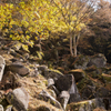 天目山　栖雲寺　紅葉3