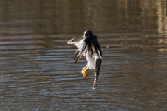 オオタカ狩り失敗２