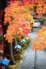 紅葉5　モミジ　大善寺