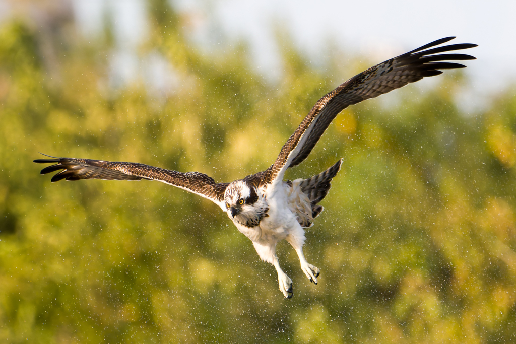 ミサゴ　狩り空振り