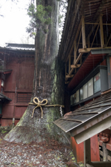 富士北口本宮浅間神社・御神木2