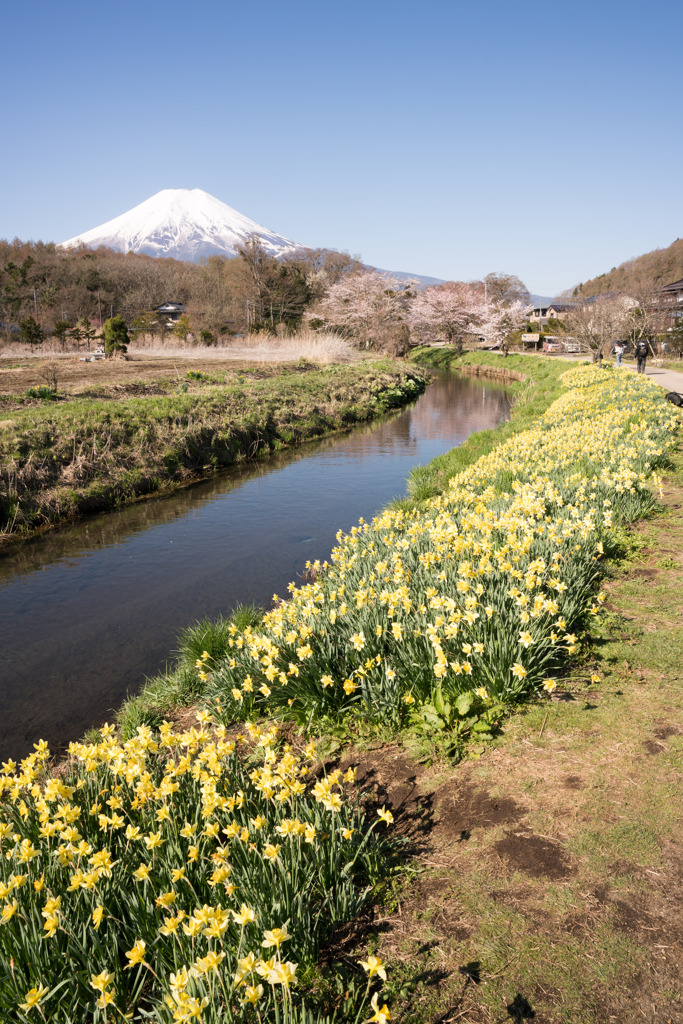 富士山と桜2