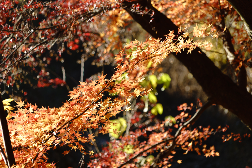 紅葉　モミジ