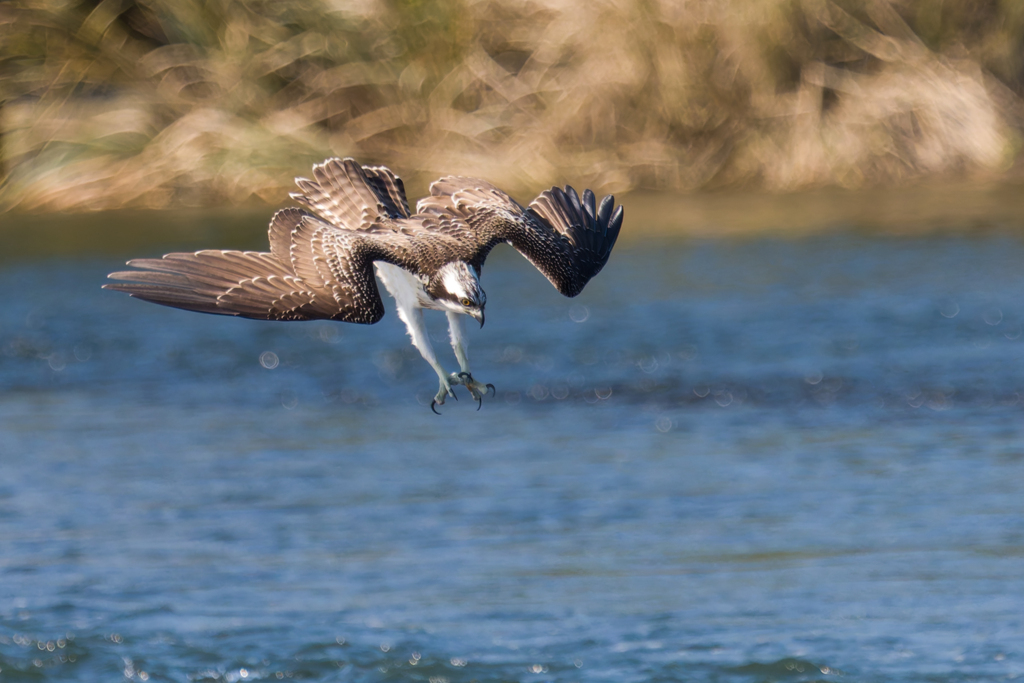 ミサゴ　ダウンインの前( ´艸｀)