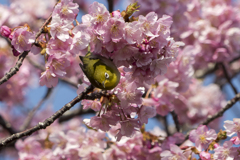 メジロと河津桜9