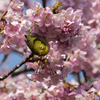 メジロと河津桜9