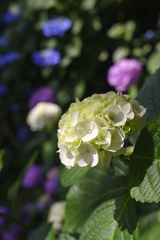 高幡不動の紫陽花6