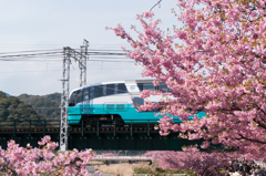 河津桜2