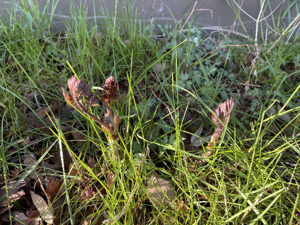 春ですね1　タラの芽
