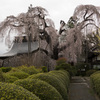 慈雲寺　枝垂桜2