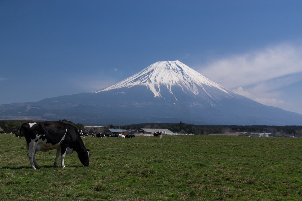 朝霧高原