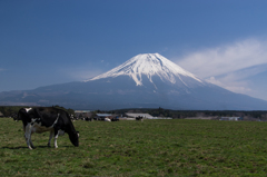 朝霧高原