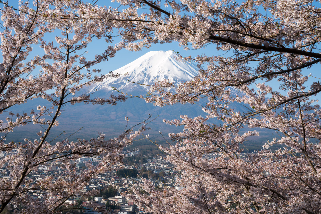 富士山と桜1