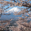 富士山と桜1