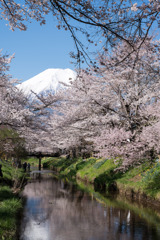 富士山と桜3