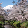 富士山と桜3