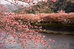 河津桜