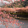 河津桜