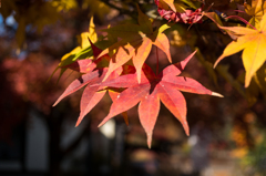 紅葉1