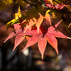 紅葉1