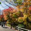 北の丸公園紅葉2