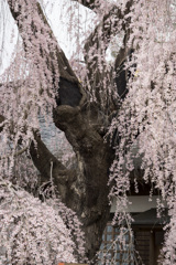 慈雲寺　枝垂桜