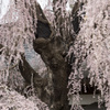 慈雲寺　枝垂桜