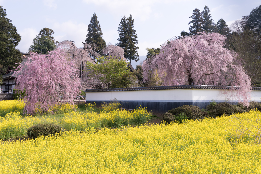 慈雲寺　桜　菜の花1