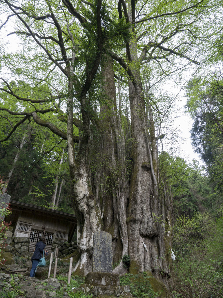 軍刀利神社　大桂2